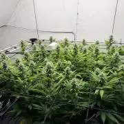 Laughing Buddha | 720W | SCROG
