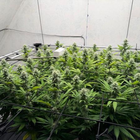 Laughing Buddha | 720W | SCROG