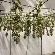 Franco’s Lemon Cheese