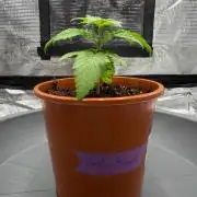Hash Burger