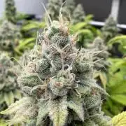 Laughing Buddha | 720W | SCROG