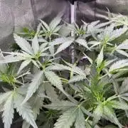 AUTO MALAWI X N.LIGHTS