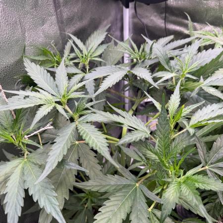 AUTO MALAWI X N.LIGHTS