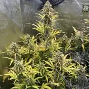 Zamaldelica Auto