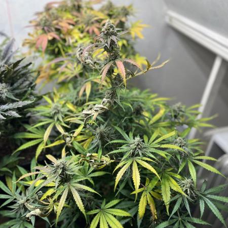 5 Autos 15L | Spider Farmer  SE3000