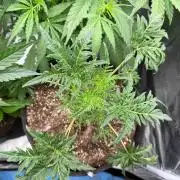 Frosty‘s Auto Freak