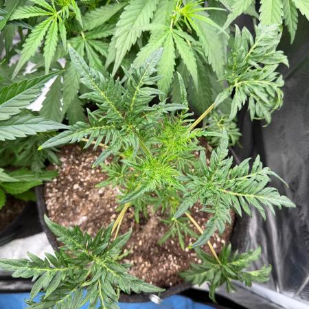 Frosty‘s Auto Freak