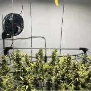 Franco’s Lemon Cheese