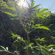 The Hobbit Hole Outdoor Grow 2026