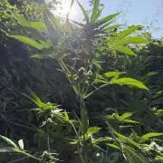 The Hobbit Hole Outdoor Grow 2026