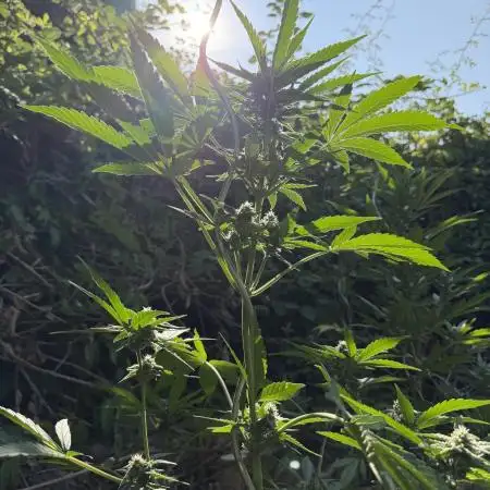 The Hobbit Hole Outdoor Grow 2026