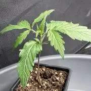 Killer A5 Haze scrog