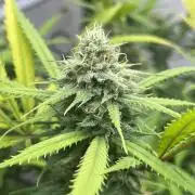 Franco’s Lemon Cheese