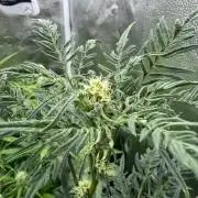 Frosty‘s Auto Freak