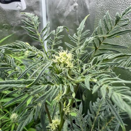 Frosty‘s Auto Freak