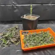 5 Autos 15L | Spider Farmer  SE3000
