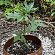 The Hobbit Hole Outdoor Grow 2026