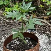 The Hobbit Hole Outdoor Grow 2026