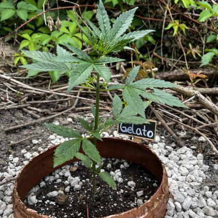 The Hobbit Hole Outdoor Grow 2026