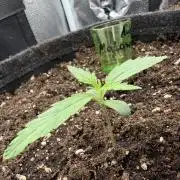AUTO MALAWI X N.LIGHTS