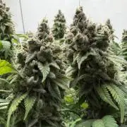 Laughing Buddha | 720W | SCROG
