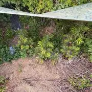 The Hobbit Hole Outdoor Grow 2026