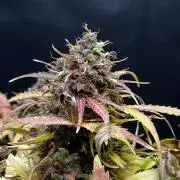 5 Autos 15L | Spider Farmer  SE3000