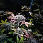 Clone to harvest - 4 Strain SoG indoor