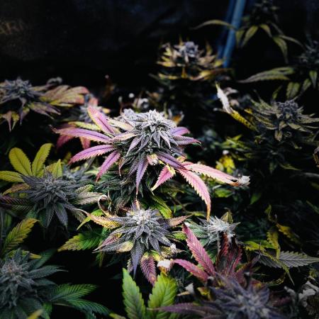 Clone to harvest - 4 Strain SoG indoor