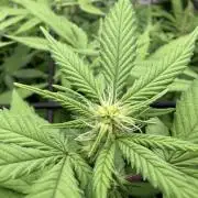 Laughing Buddha | 720W | SCROG
