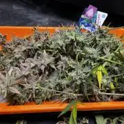 5 Autos 15L | Spider Farmer  SE3000