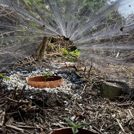 The Hobbit Hole Outdoor Grow 2026
