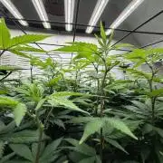 Laughing Buddha | 720W | SCROG