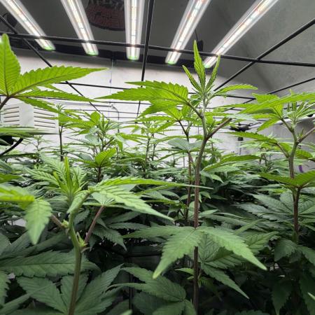 Laughing Buddha | 720W | SCROG