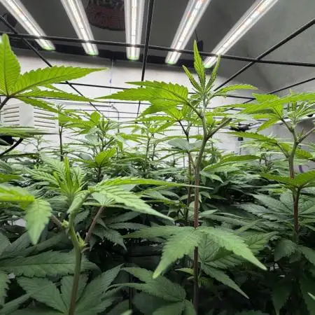 Laughing Buddha | 720W | SCROG