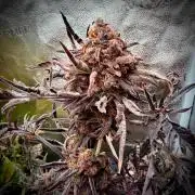 Frosty‘s Auto Freak