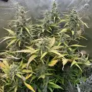 AUTO MALAWI X N.LIGHTS