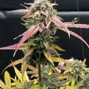 5 Autos 15L | Spider Farmer  SE3000