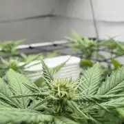 Laughing Buddha | 720W | SCROG