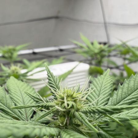 Laughing Buddha | 720W | SCROG
