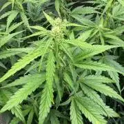 AUTO MALAWI X N.LIGHTS