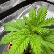 Maple Leaf Indica