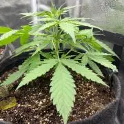 Zamaldelica Auto