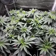 Laughing Buddha |SpiderFarmer| solo run