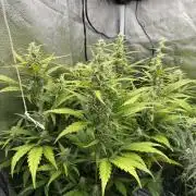 AUTO MALAWI X N.LIGHTS
