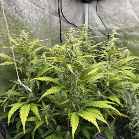 AUTO MALAWI X N.LIGHTS