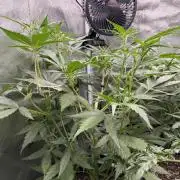 AUTO MALAWI X N.LIGHTS