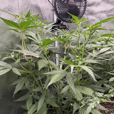 AUTO MALAWI X N.LIGHTS