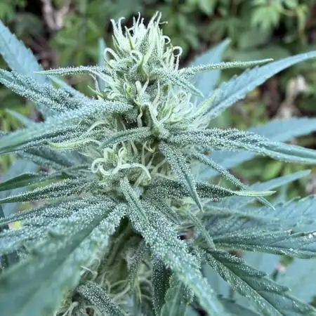 The Hobbit Hole Outdoor Grow 2026