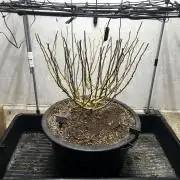 Franco’s Lemon Cheese